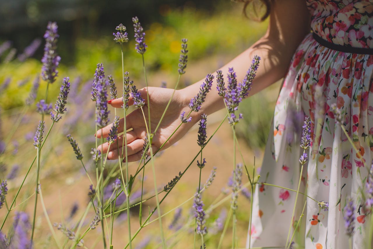 Die Vorteile von Lavendel in der Hautpflege: Mehr als nur ein angenehmer Duft